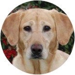 brinkley