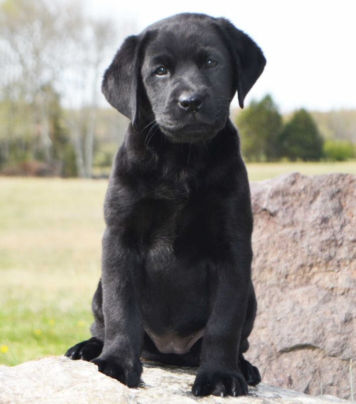 Puppies - Quality Labrador Retrievers For Performance, Hunting 