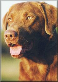 Chesapeake Chocolates