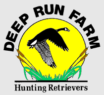 Welcome to Deep Run Farm - We specialize in breeding, training, and canine health care of hunting retrievers (Labrador Retrievers, Golden retrievers, and Chesapeake retrievers.
