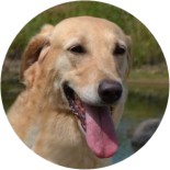 Pepper