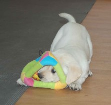 pup2