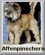 Affenpinschers