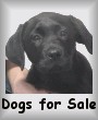 Trained Dogs for Sale