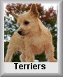 Norwich Terriers
